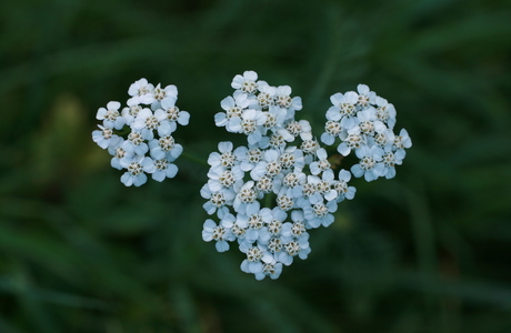 Gewöhnliche Schafgarbe (Achillea millefolium agg.) - © Emanuel Trummer